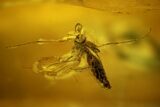 Three Fossil Flies (Diptera) In Baltic Amber - #200046-1
